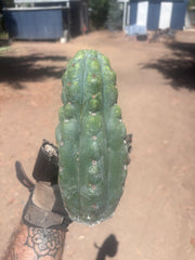 💎👑🌶️  Ichoca — Beefy 9” Tip