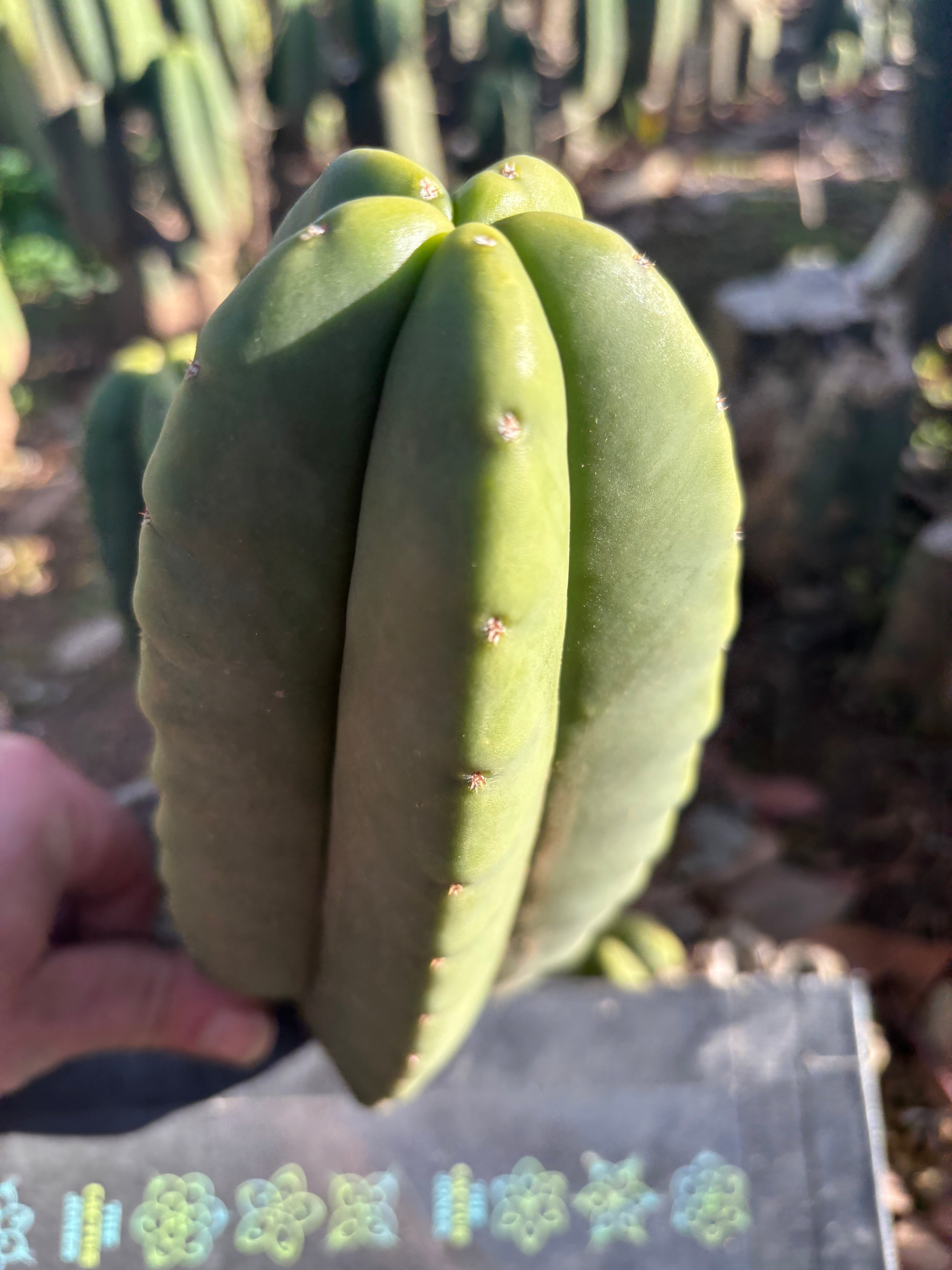 👑🌶️ Zulk — 9” Pup Melon