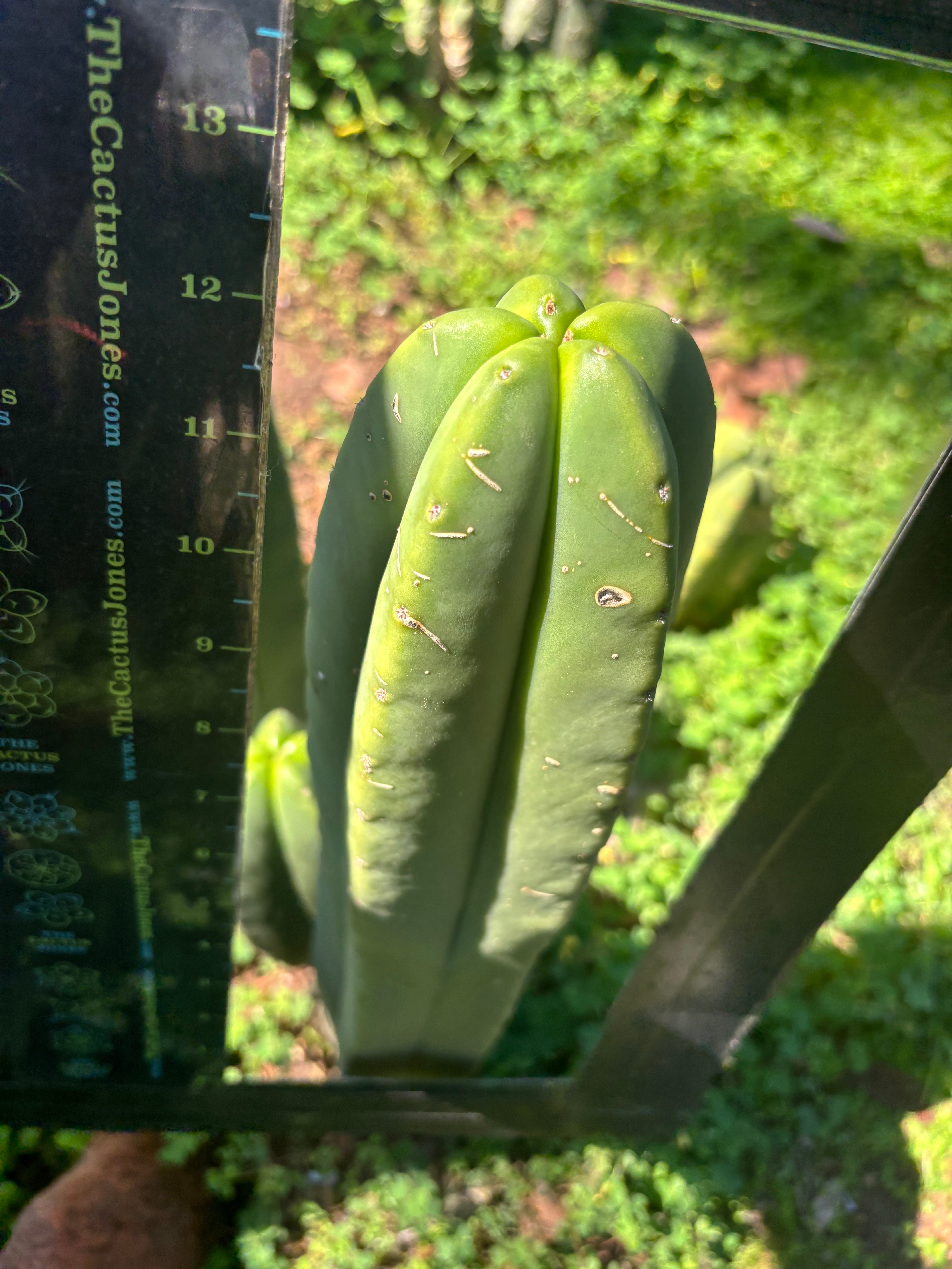 💎 Primo Aussie Scop  — 13” Tip
