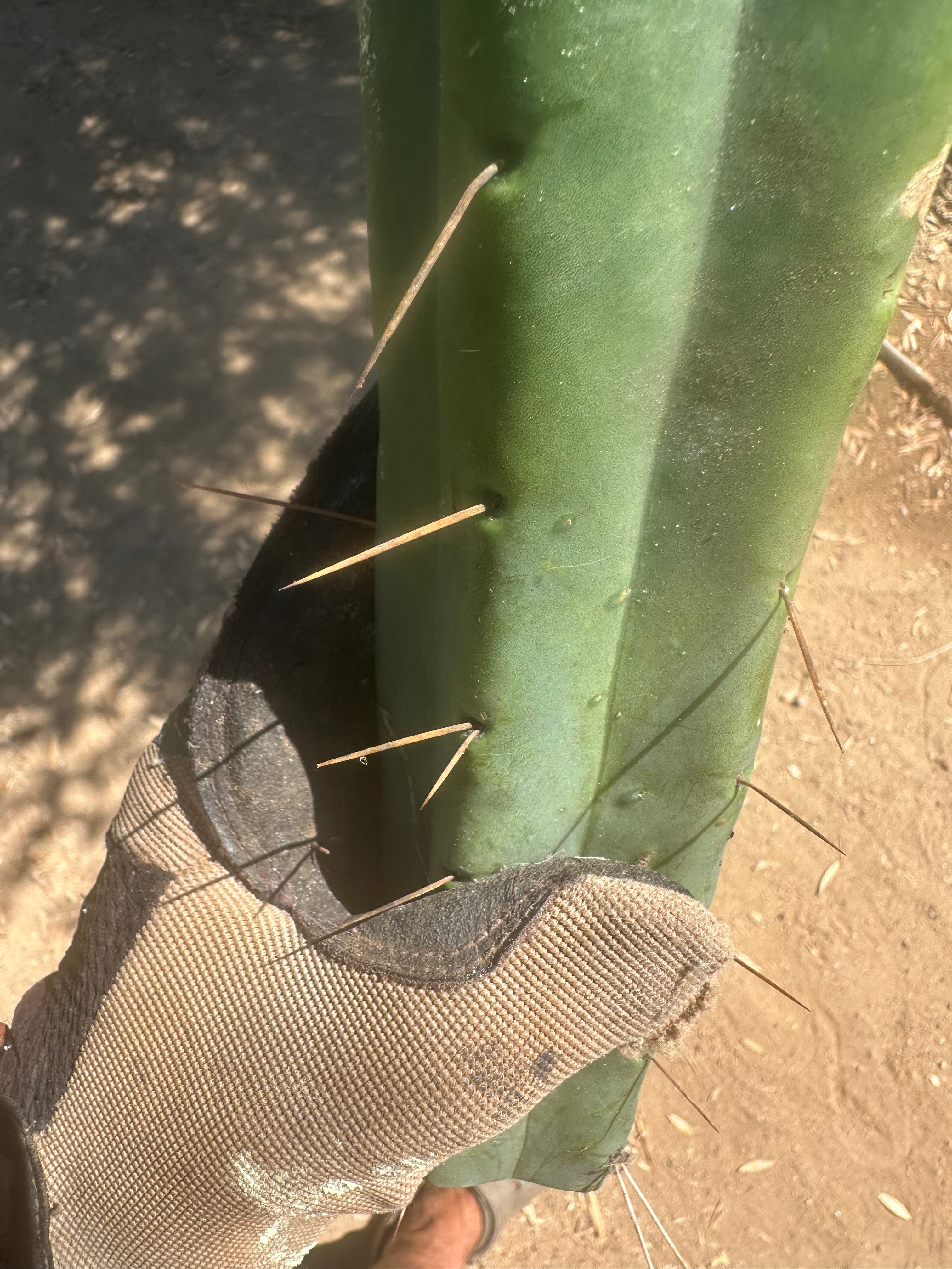 👑🌶️🌶️ Jiimz Twin  — XL 13” Tips (5)