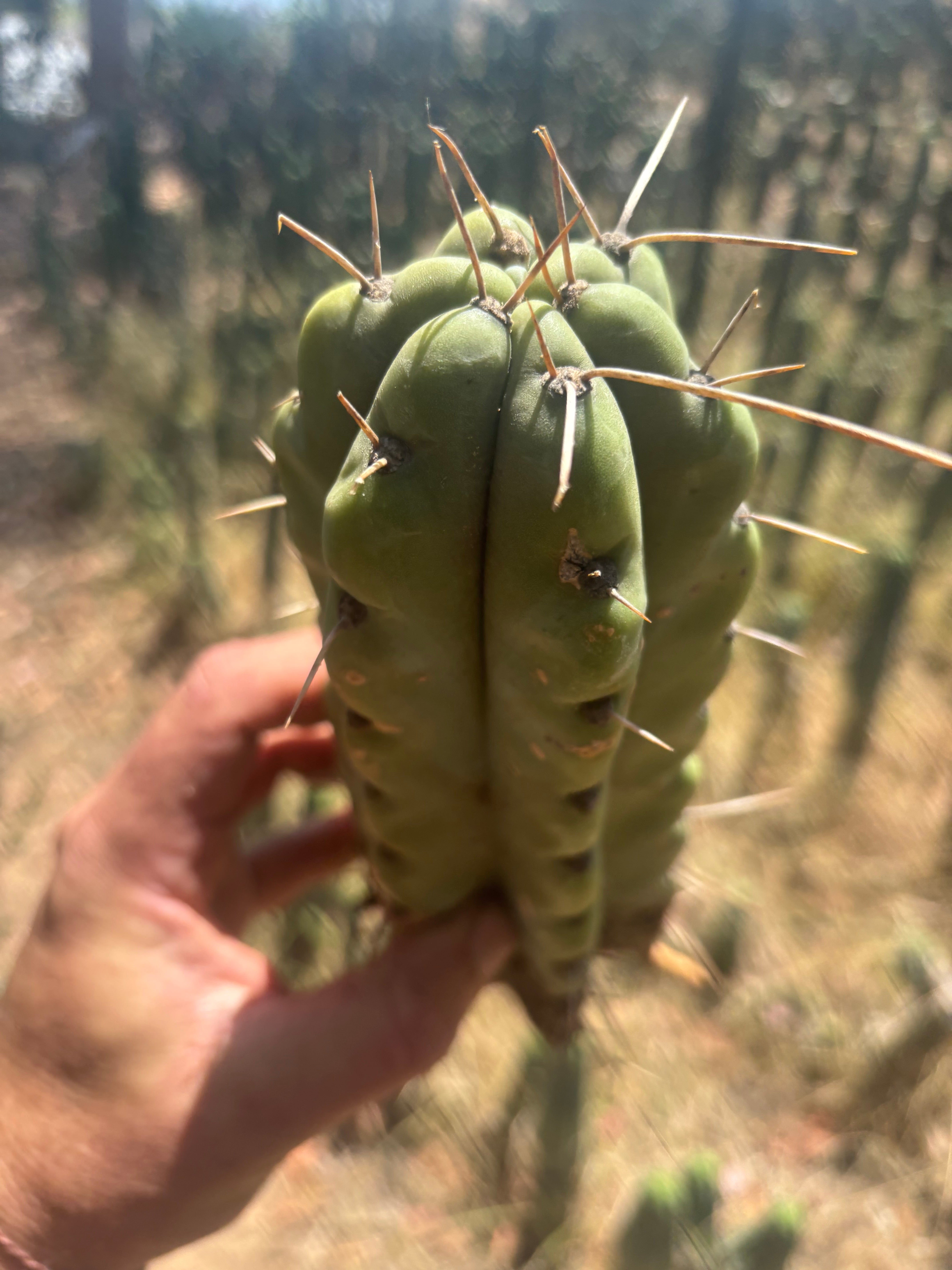 💎💎🌶️🌶️ NOM — 9” Tip, Throwing Roots
