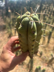 💎💎🌶️🌶️ NOM — 9” Tip, Throwing Roots