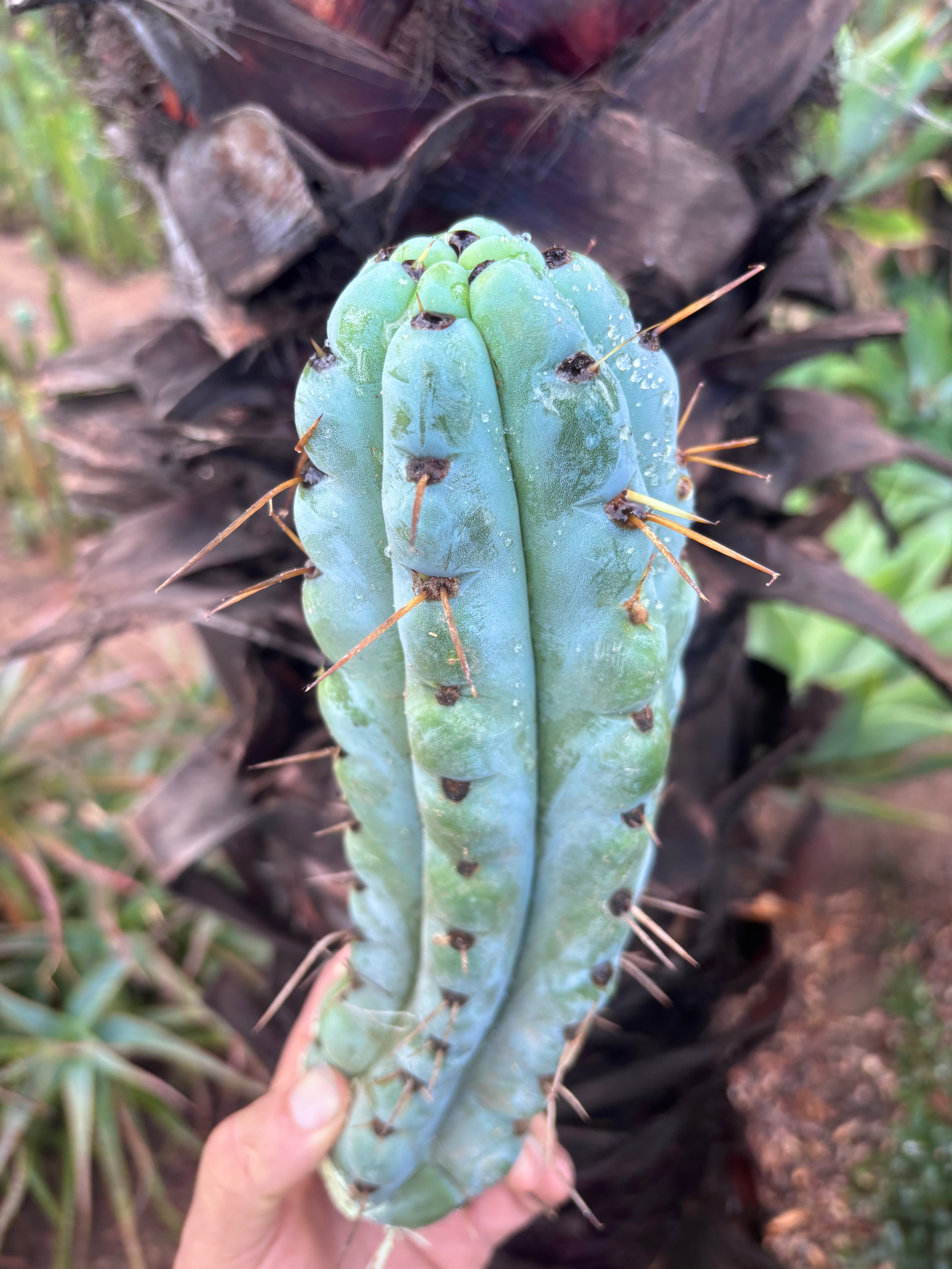 💎🌶️ Noid of the Moment — 12” Pup