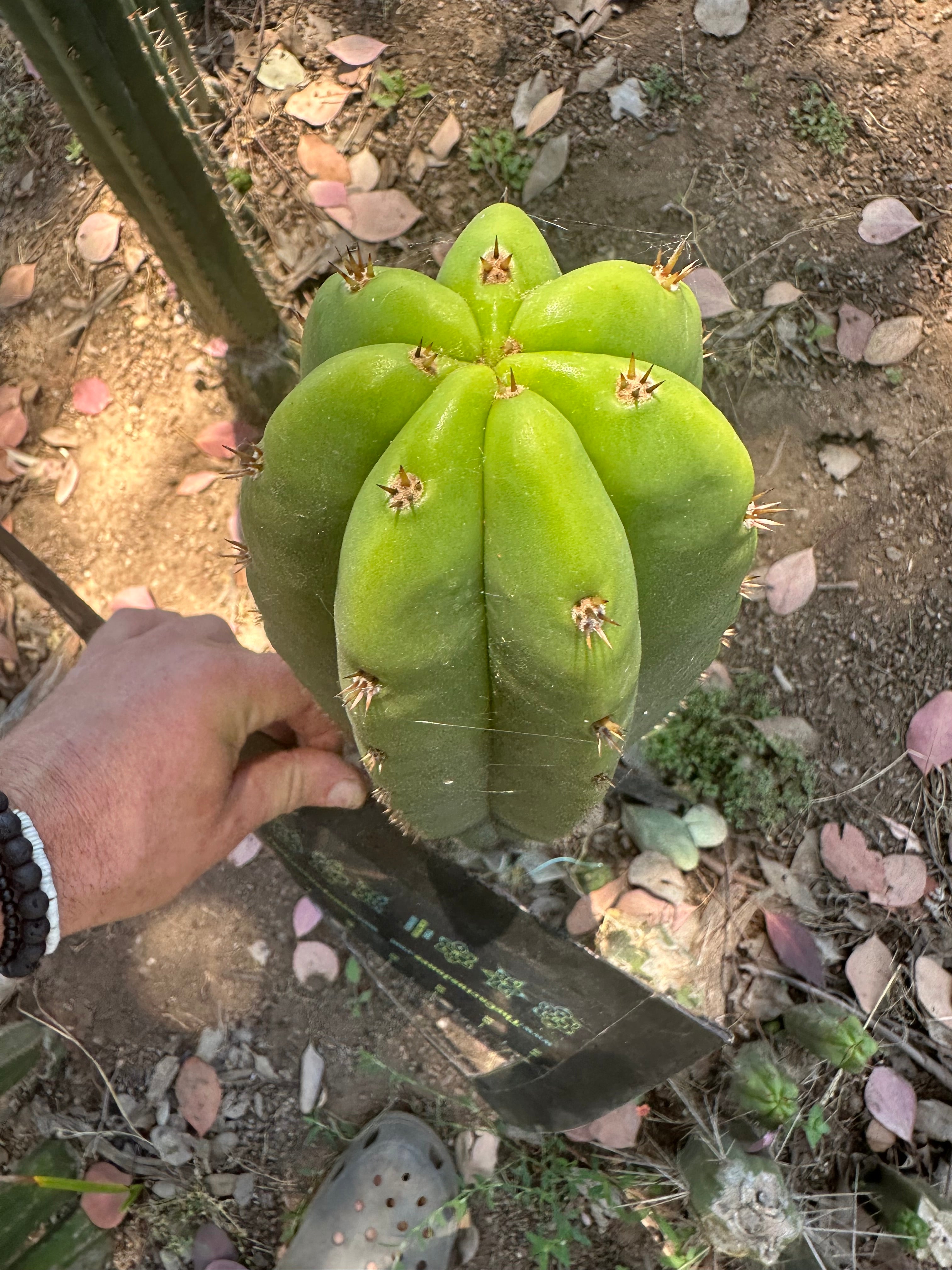 Bertha x Scop — *GIRTHY* 10” Tip