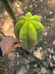 Bertha x Scop — *GIRTHY* 10” Tip