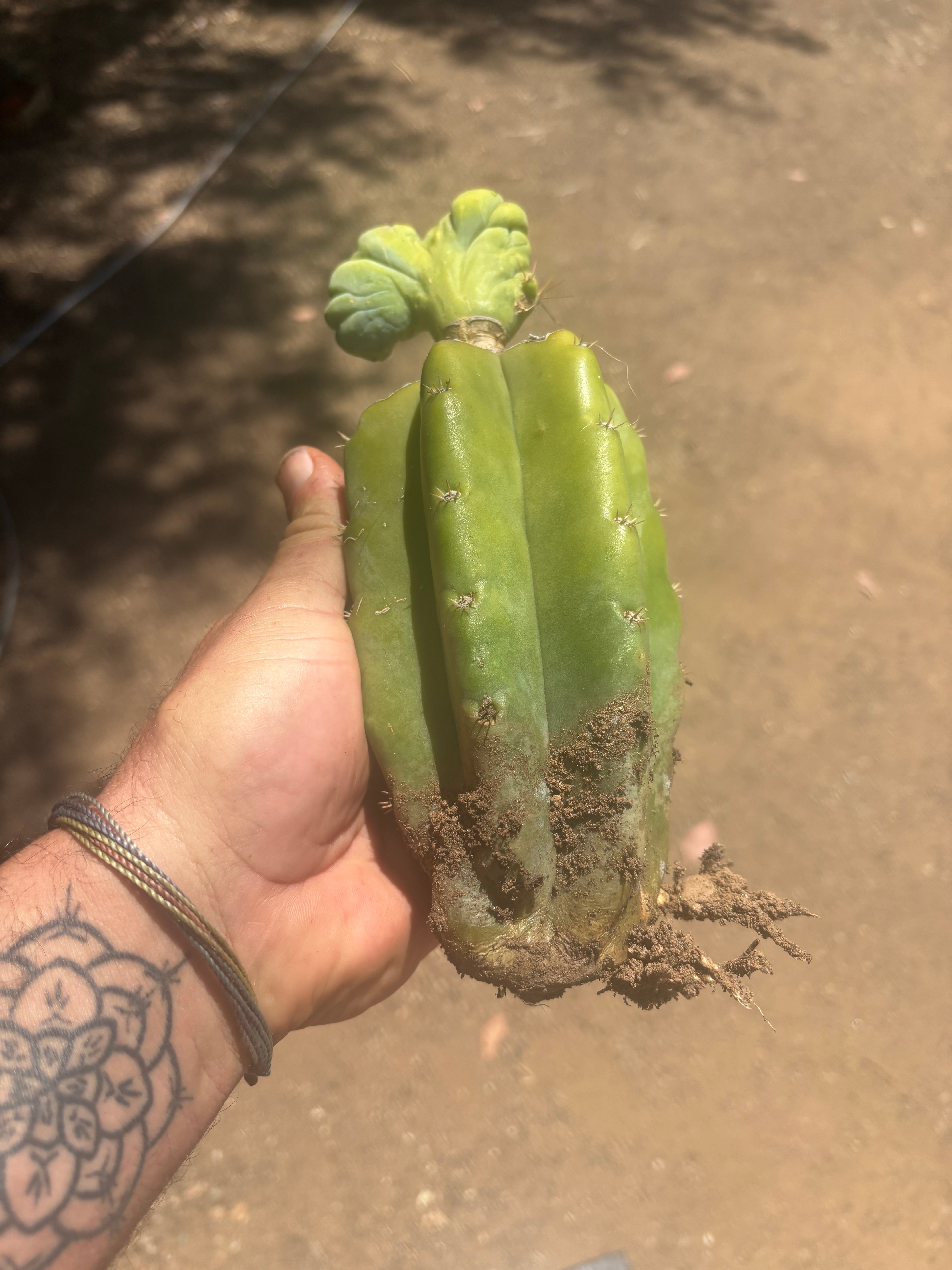 👑🌶️🌶️ TBMC — Graft on PC w/ Roots