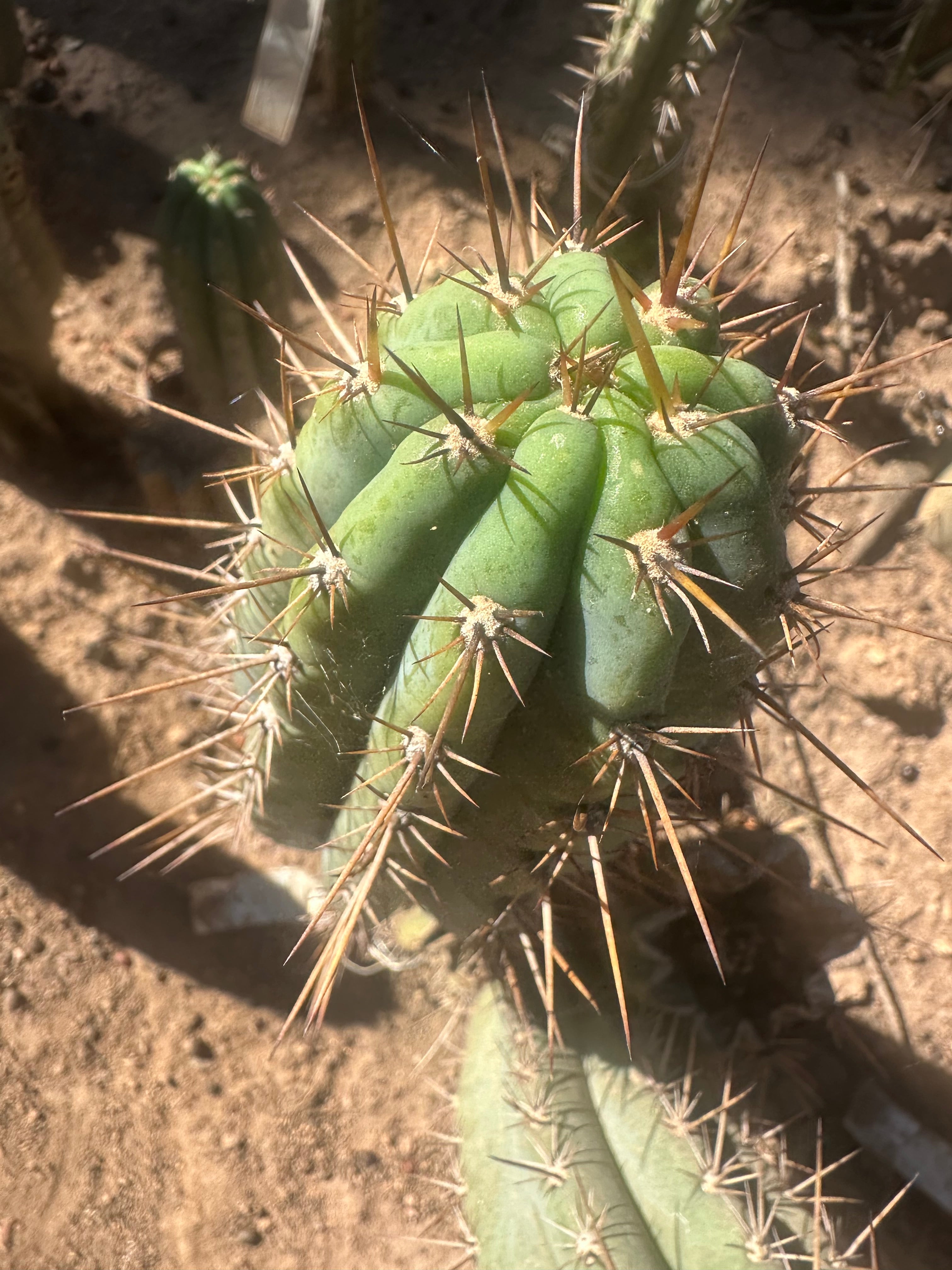 👑 Gawler — 9.5” Pup