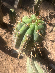 👑 Gawler — 9.5” Pup