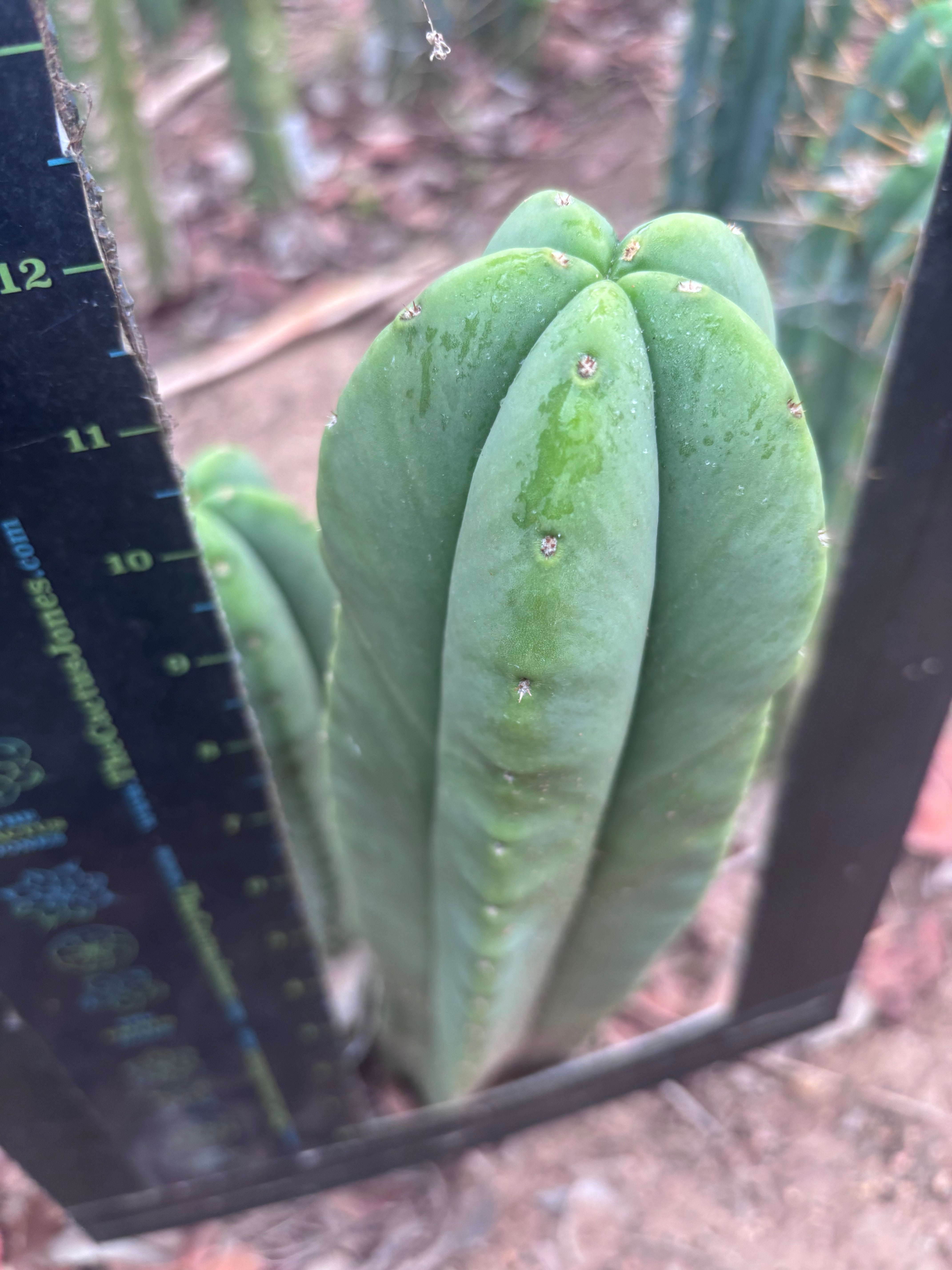 👑💎 Aussie Scop — Chonky 12” Pup