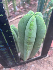 👑💎 Aussie Scop — Chonky 12” Pup