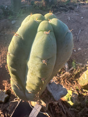 👑💎🌶️ Bob’s Colossus—  Beefy 9” Pup