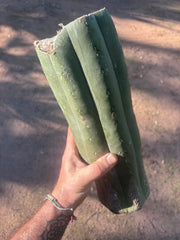 👑🌶️ Juuls Giant — XL 14” Yule Log