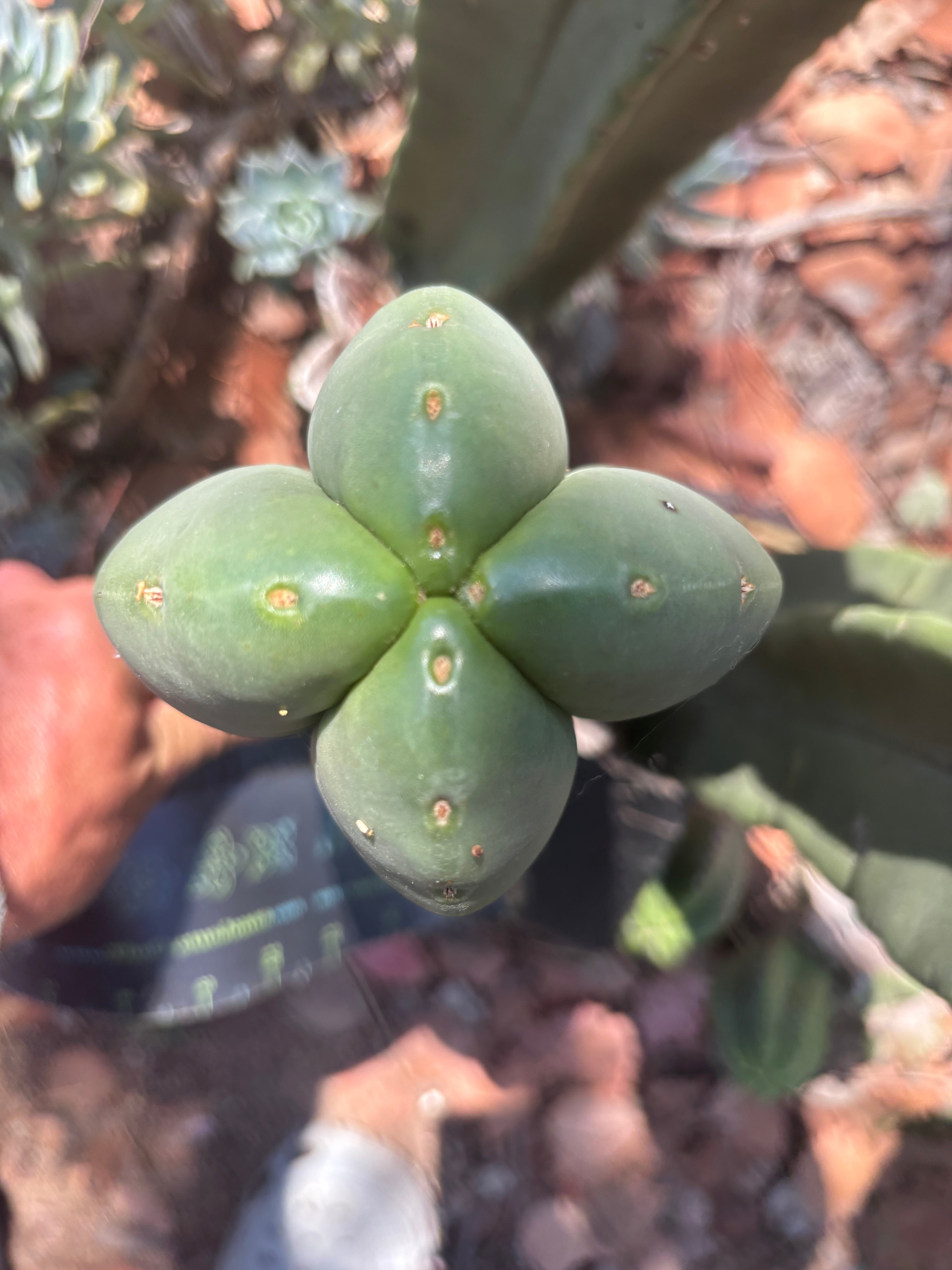 💎👑 Aussie Scop — 11” Fourwang Balloon Tip