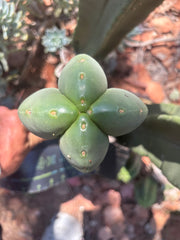 💎👑 Aussie Scop — 11” Fourwang Balloon Tip