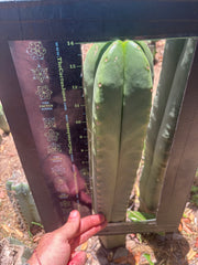 💎👑 FR991 — XL Massive 14” Pup