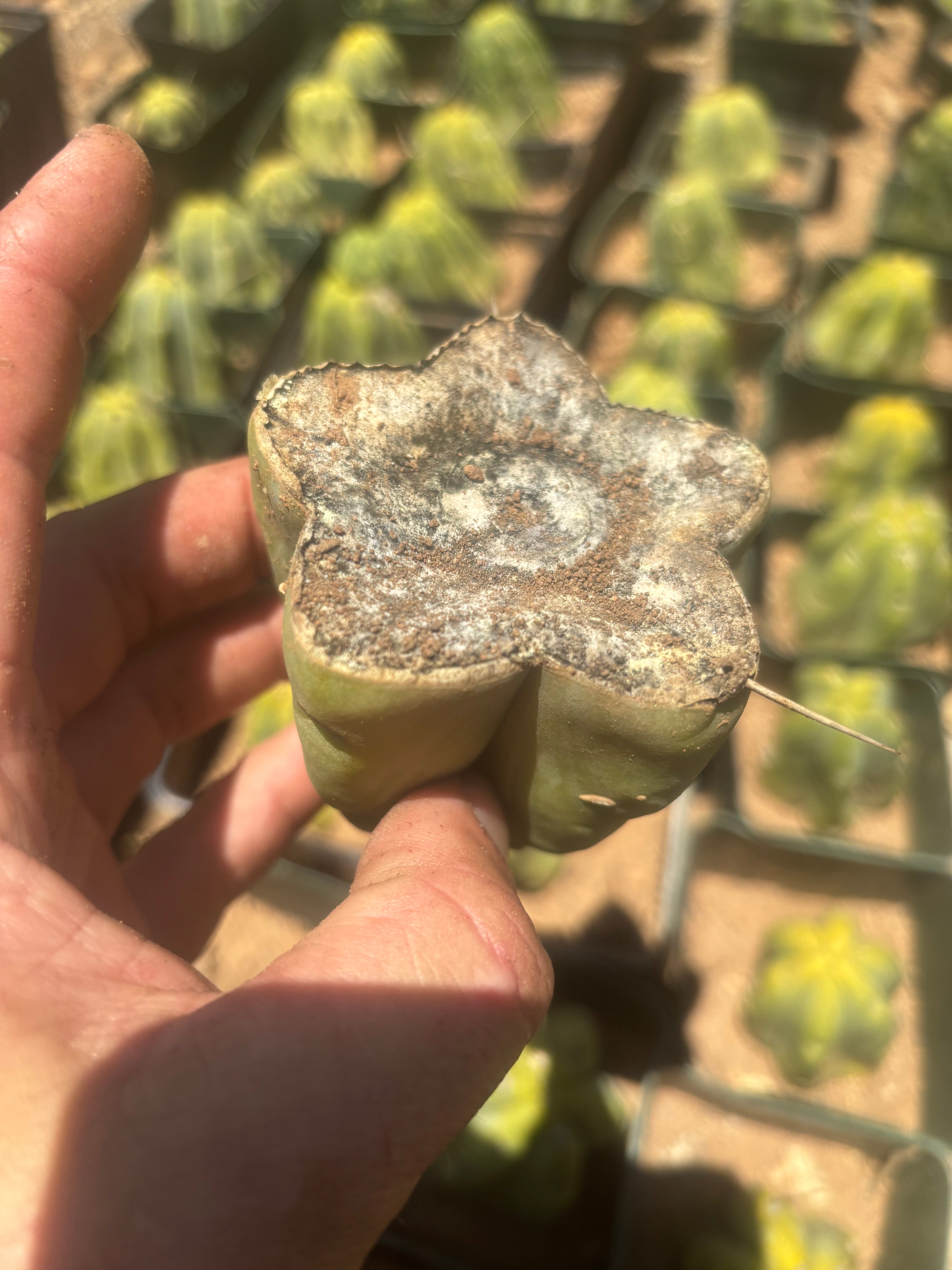 NEW Add-On Freebie — Bridgesii Tips