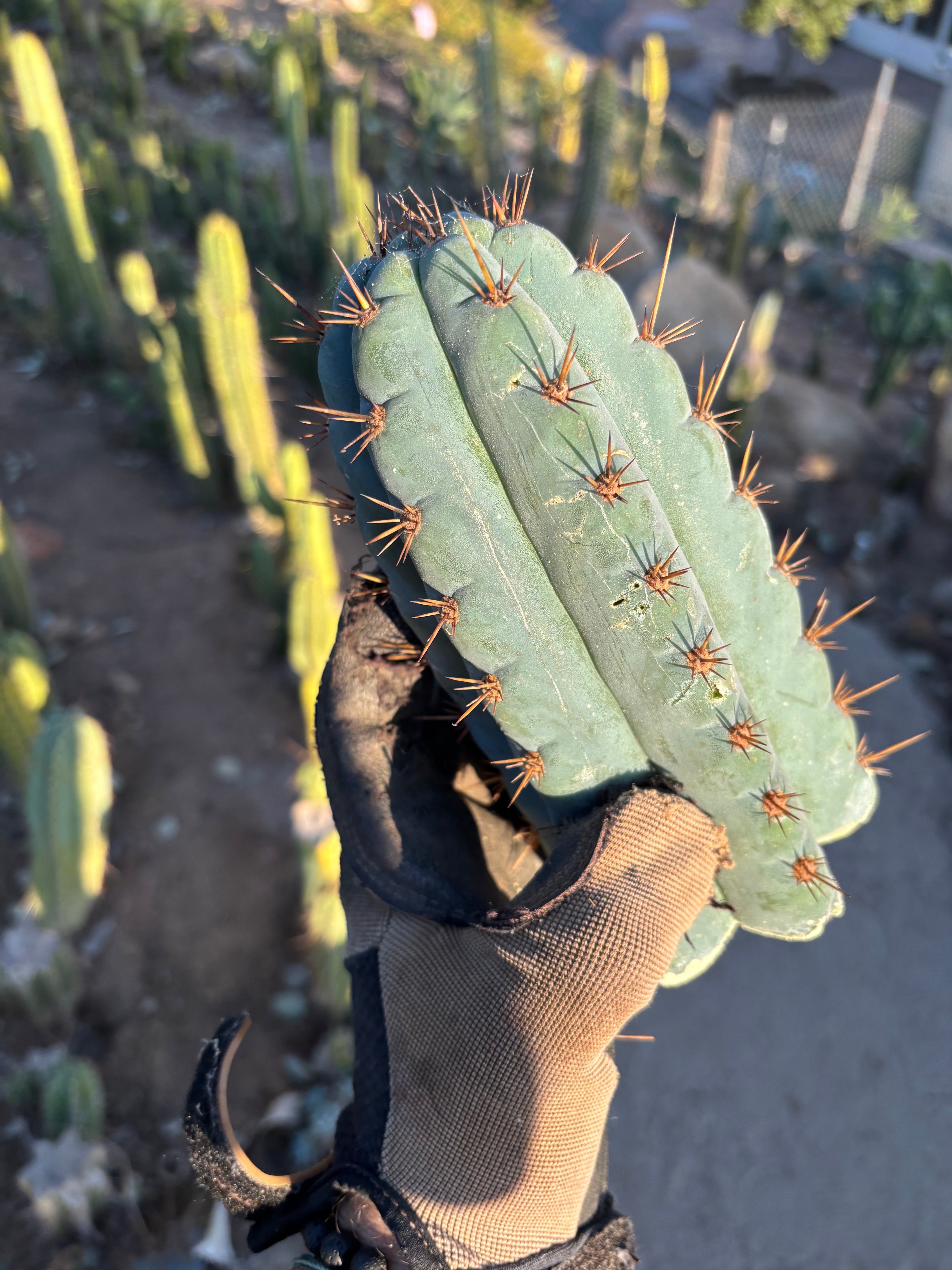 👑💎 Papa Smurf — 8” Tip