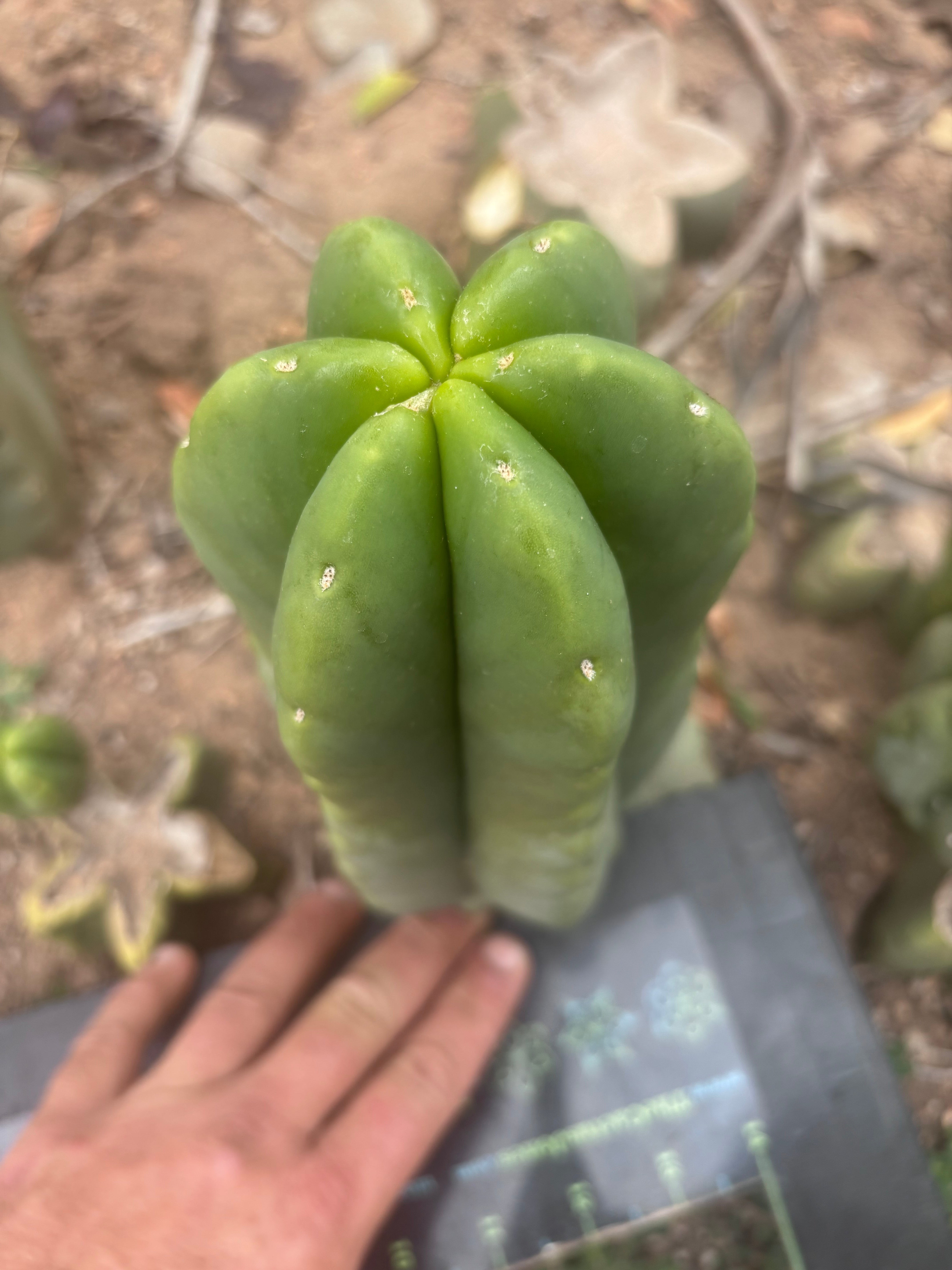 💎👑💎🌶️ Ferah — XL Pup
