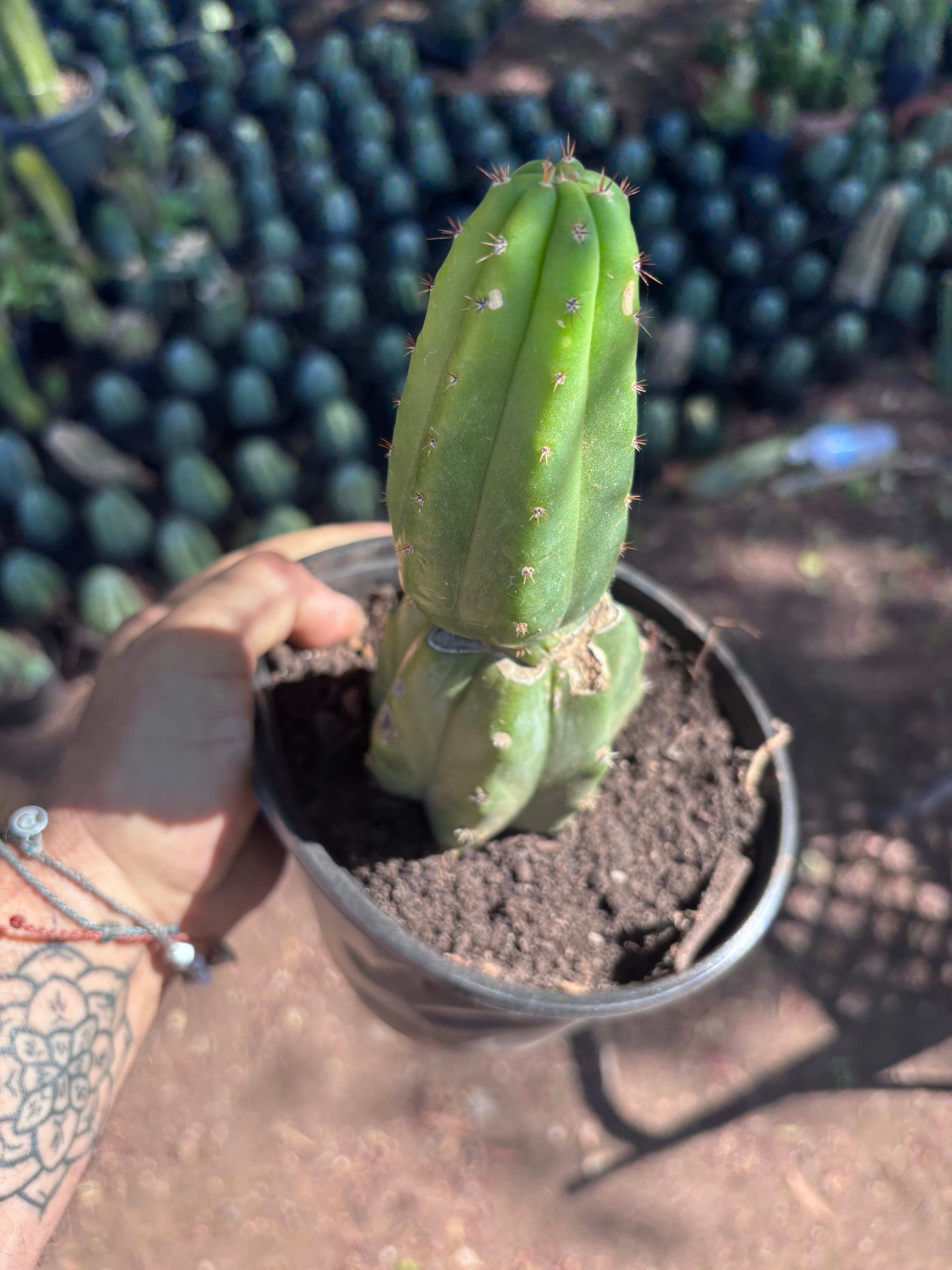 👑🌶️🌶️ KR04 — Another Rooted Slab Graft w/ Pup