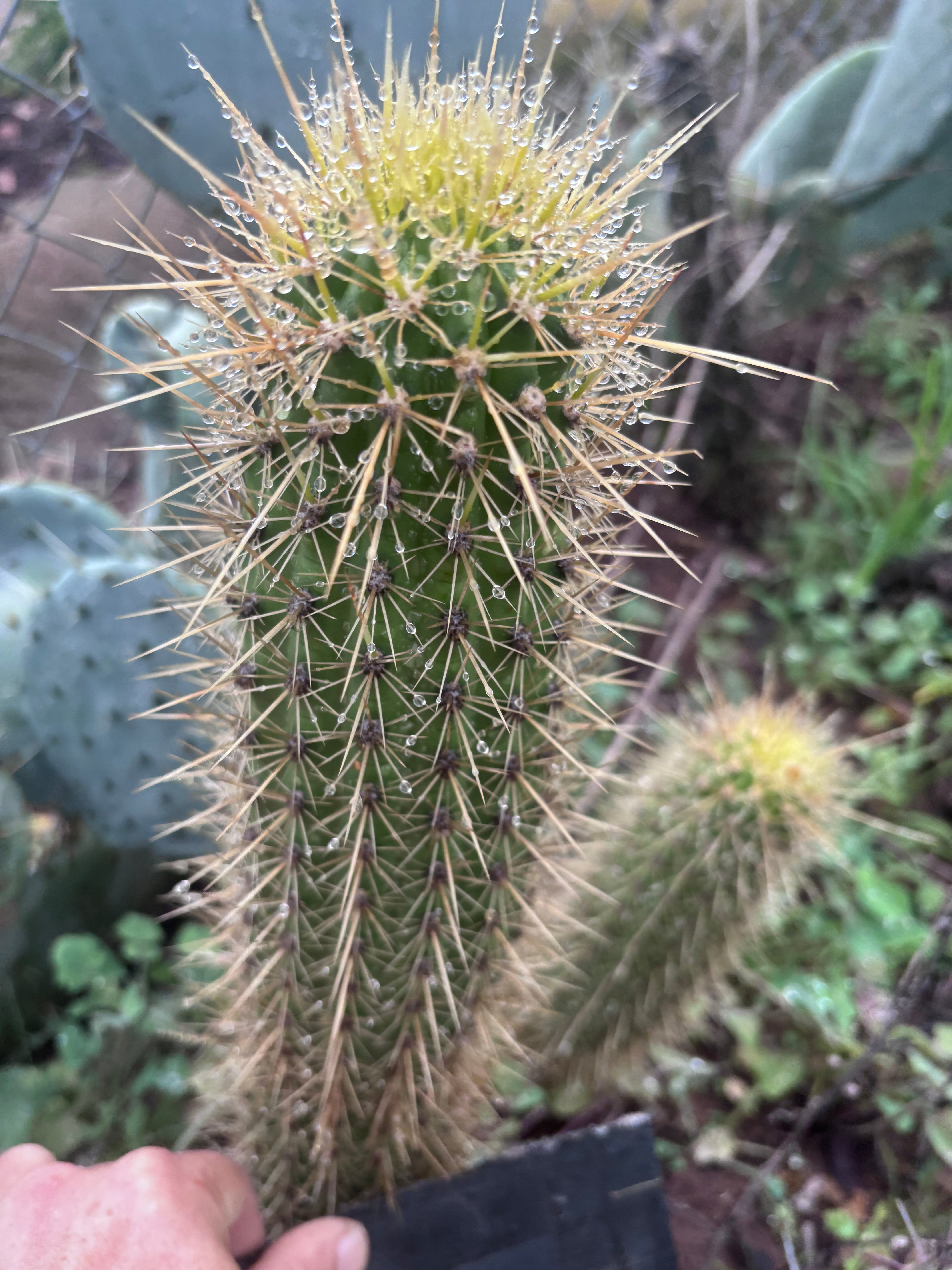 💎 T.Camarguensis  — 11” Tip