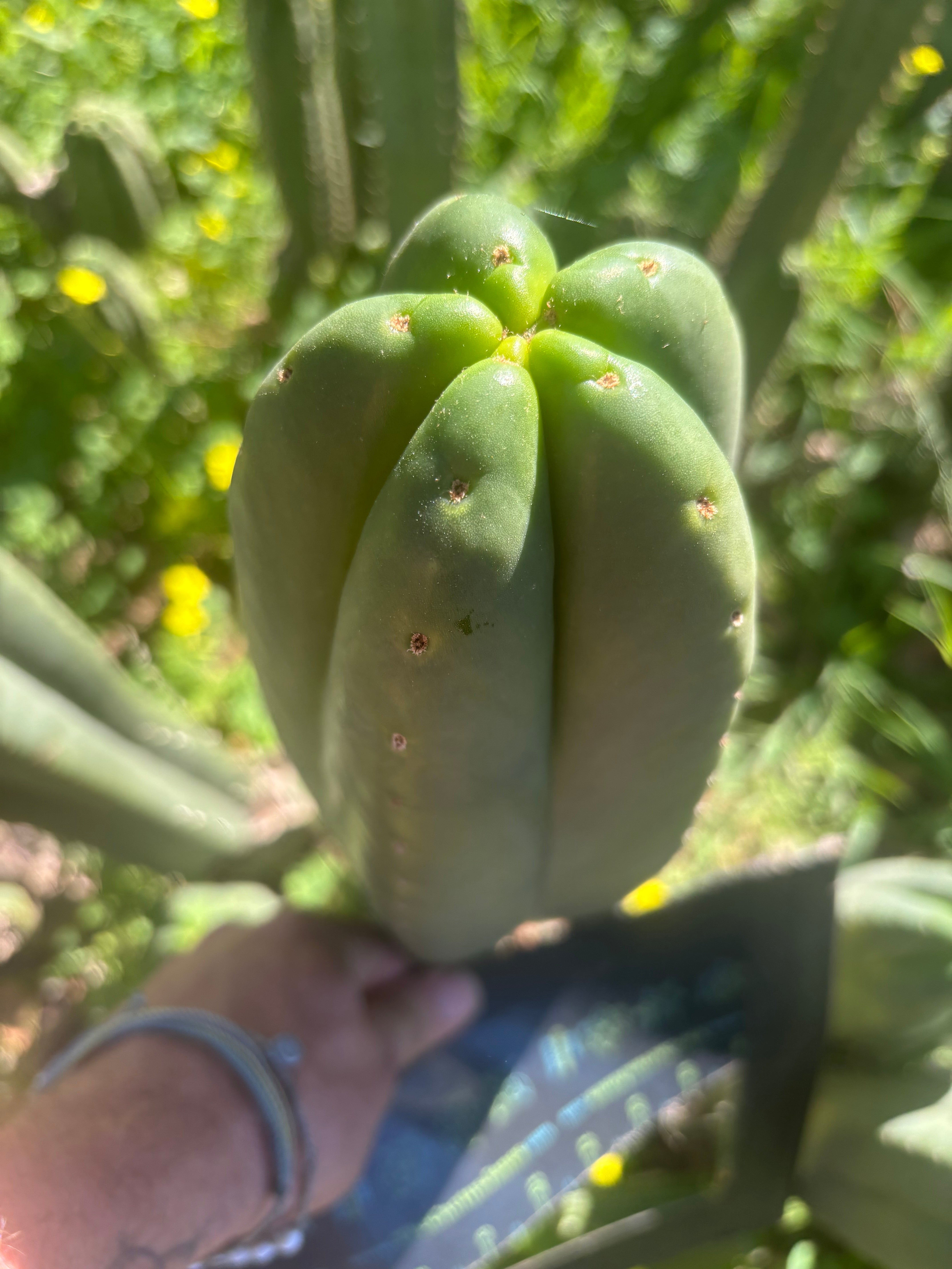 👑🌶️ Scop A — FAT 10” Tips