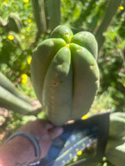 👑🌶️ Scop A — FAT 10” Tips