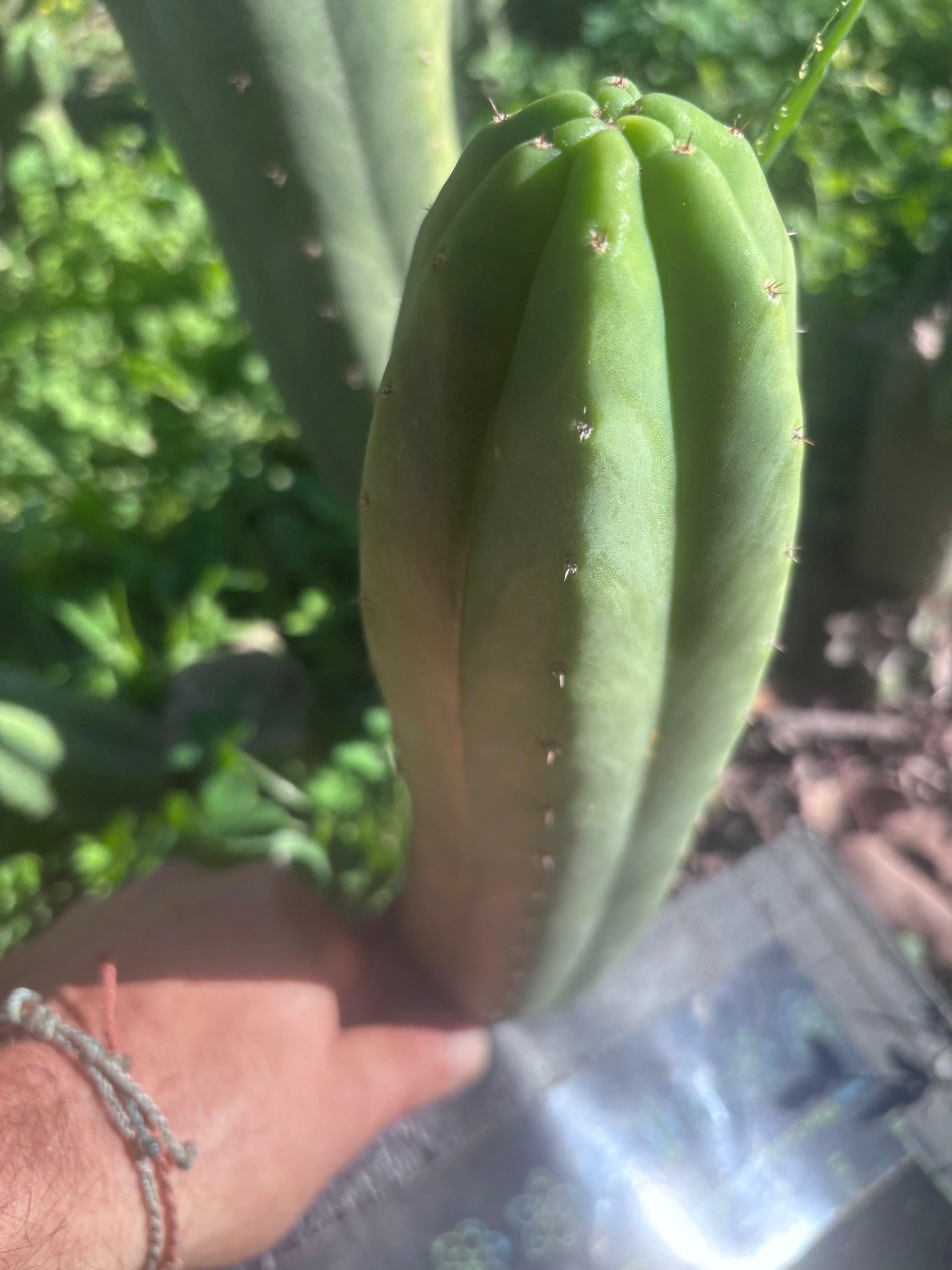 👑🌶️🌶️ Ogun — 10.5” Pup