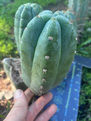 👑🌶️ Bob’s Colossus—  Chonky 6” Grenade