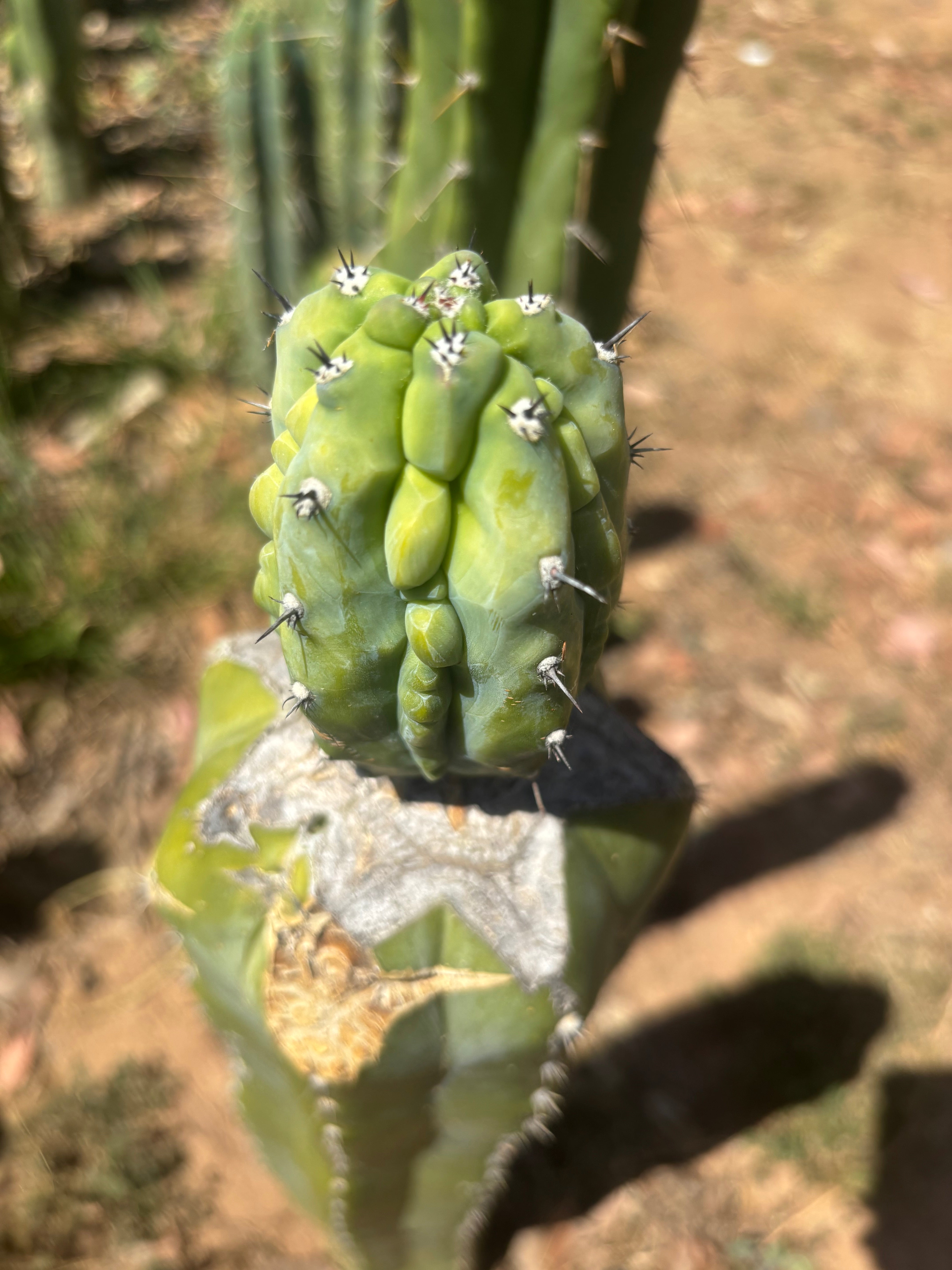 👑💎 Grecas — Established Tip Graft on Massive PC