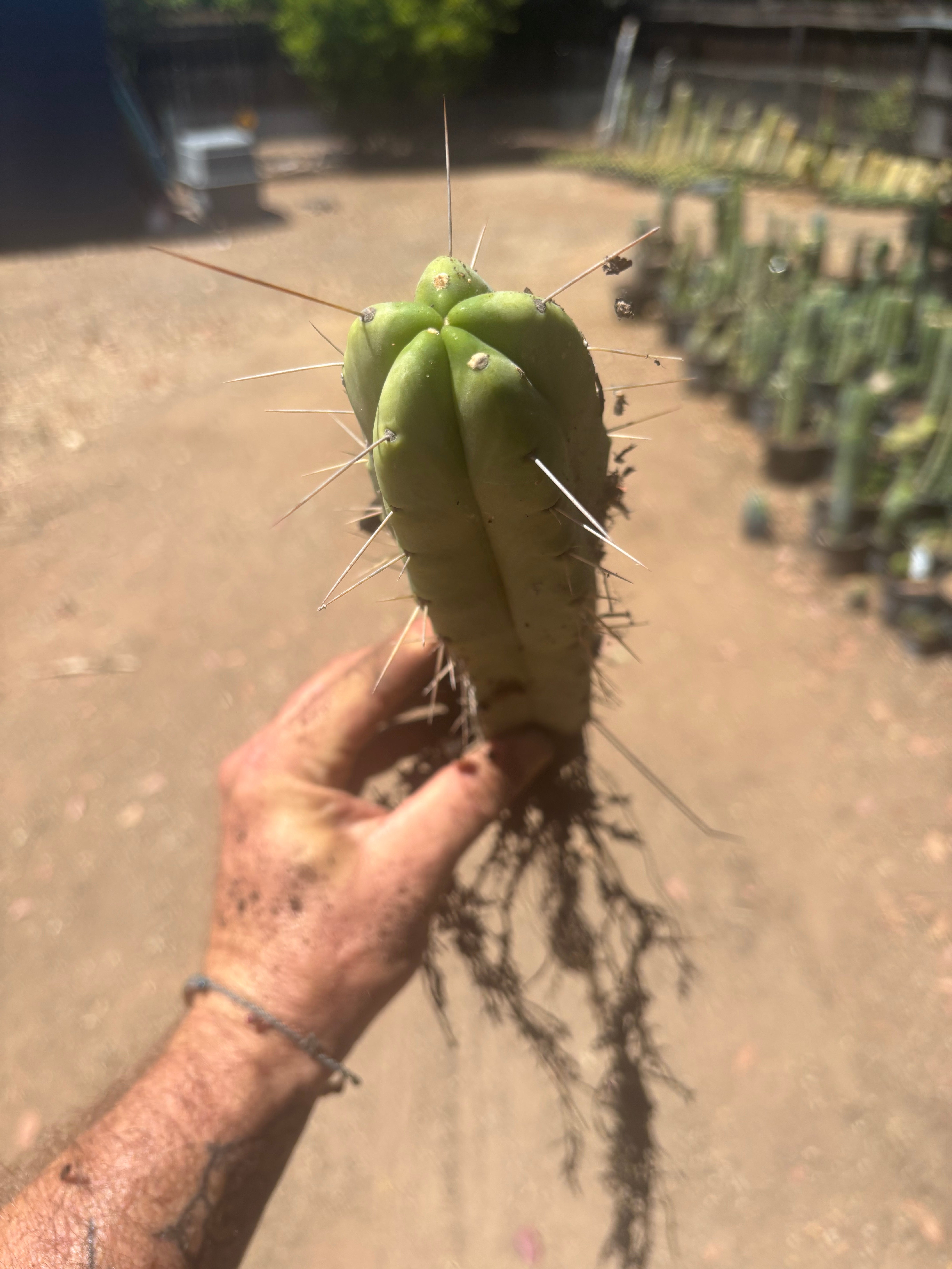 👑🌶️🌶️ Eileen — Fully Rooted 11” Tip