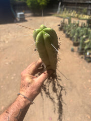 👑🌶️🌶️ Eileen — Fully Rooted 11” Tip