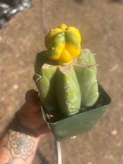 💎🔰 Ferah x Velvet, Vari #3 (FVV3)— Rooted Tip Graft