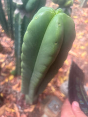 💎👑🌶️ Ferah — Chubby 9” Tip