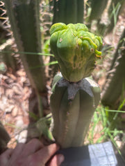 👑💎🌶️🌶️ TBMC Large Graft