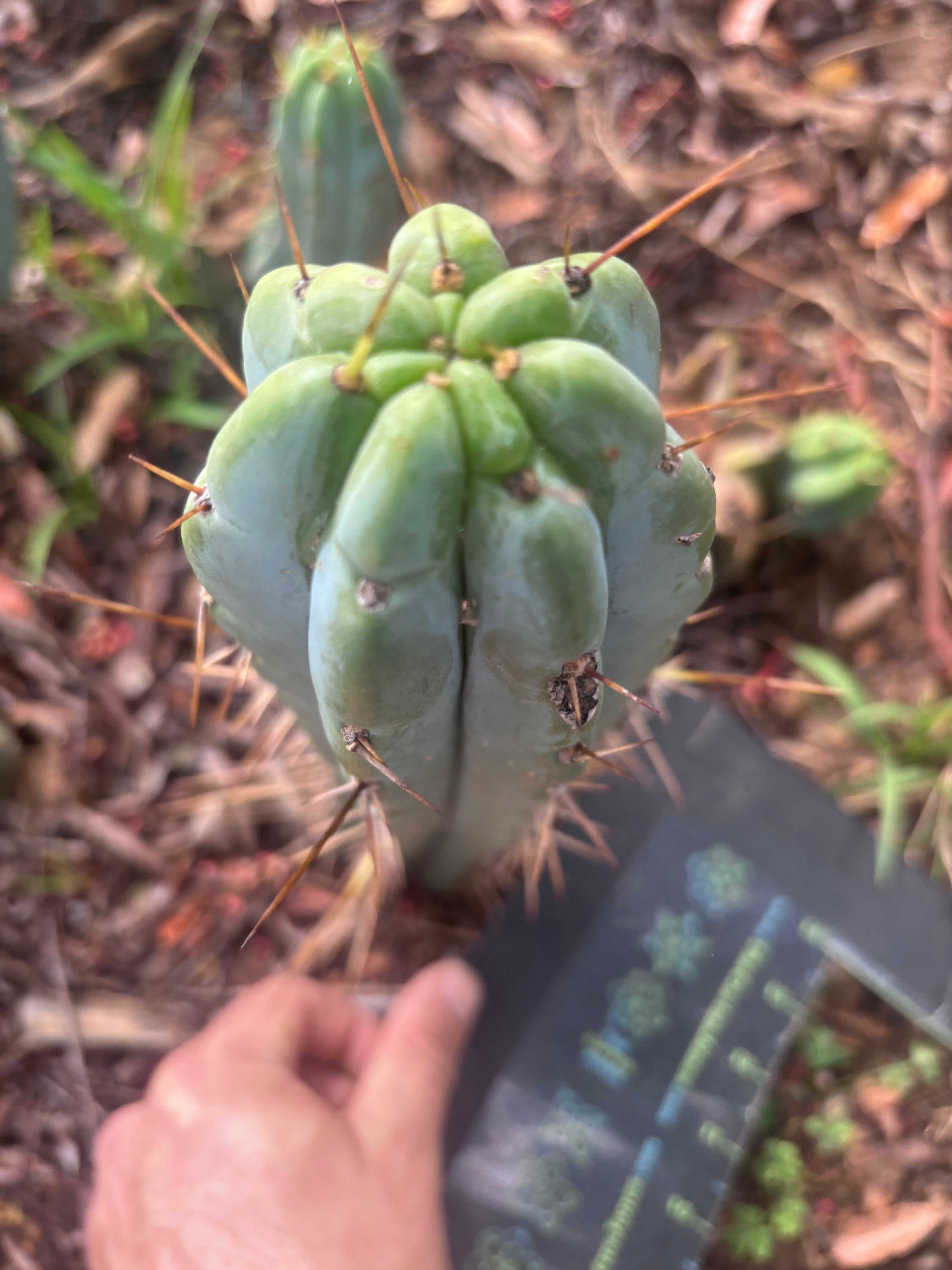 👑🌶️🌶️ Pala — 9” Tip