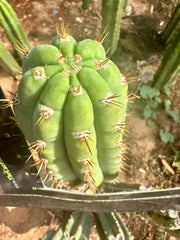 JJOP — FREE ADD-ON ITEM!