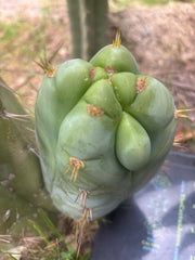 👑 Lotusland Huanu —  Fat FourWang Grenade