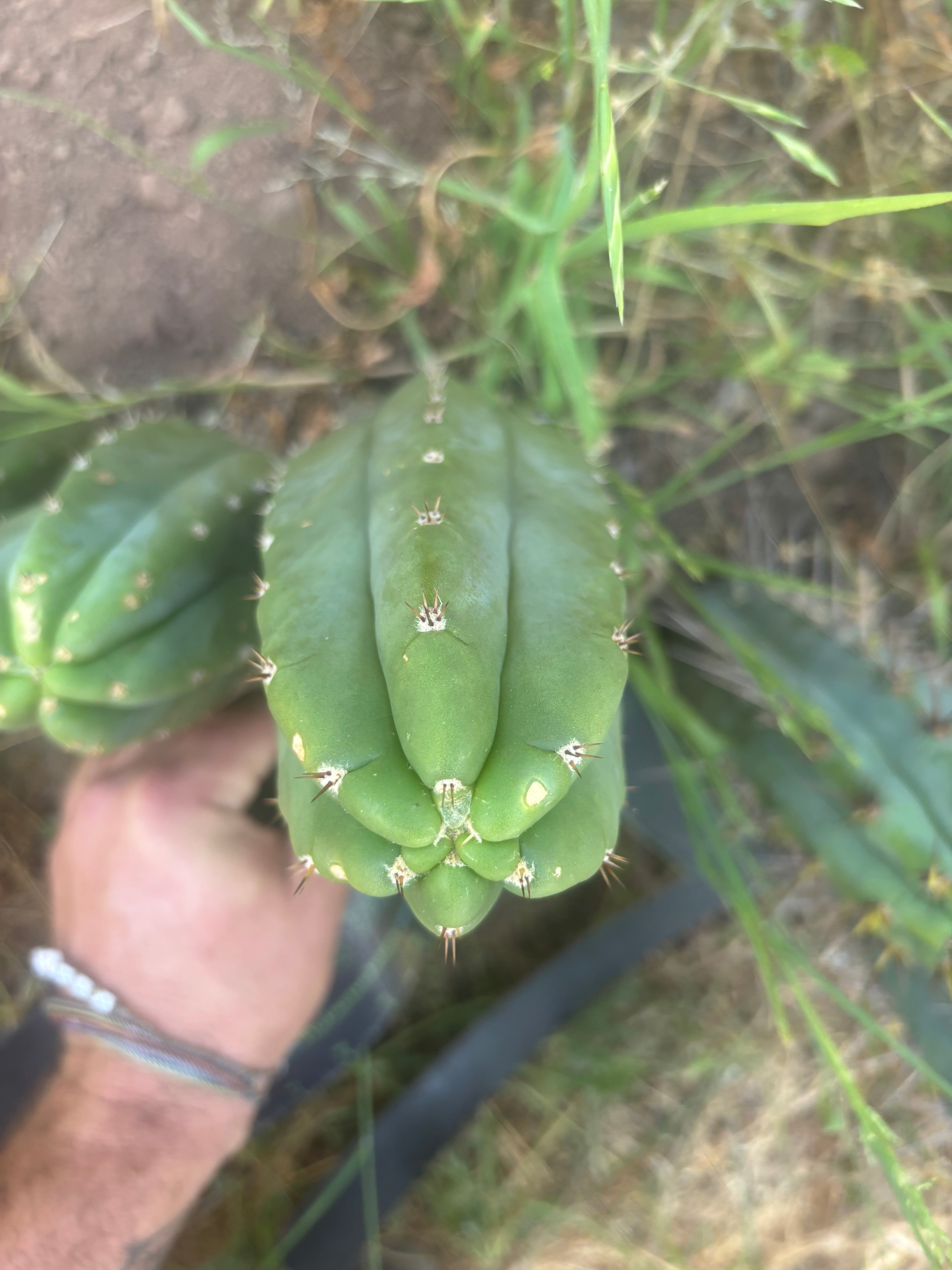 👑🌶️ Bob’s Colossus —  8” Pup