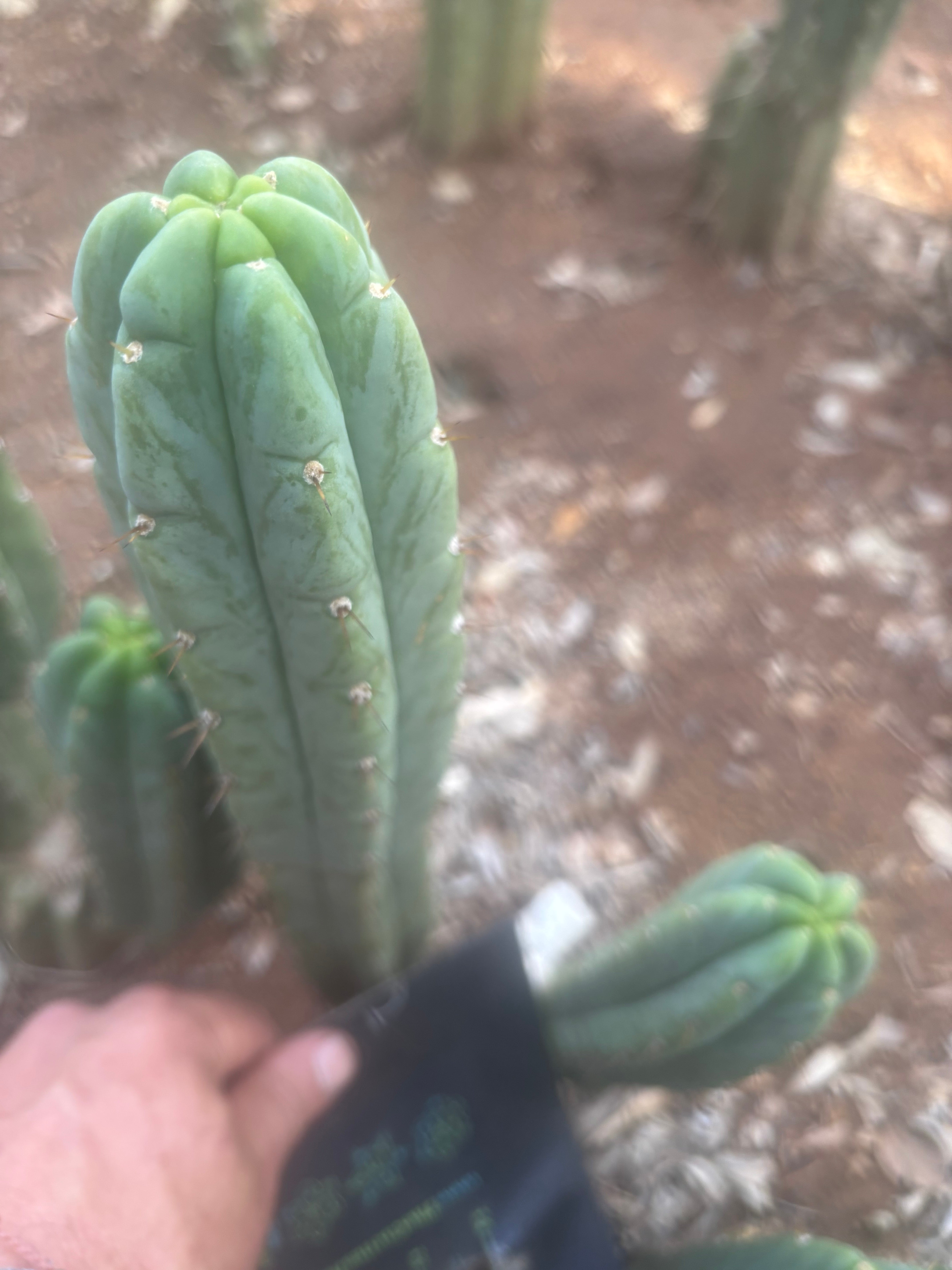 👑🌶️🌶️ Austy’s Bomb — 10” Tip