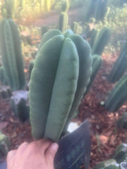💎👑🌶️ Ferah — FAT 10” Tip