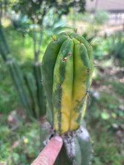 💎👑💎🌶️ MJC01  — Jumbo Graft with Fat Pup