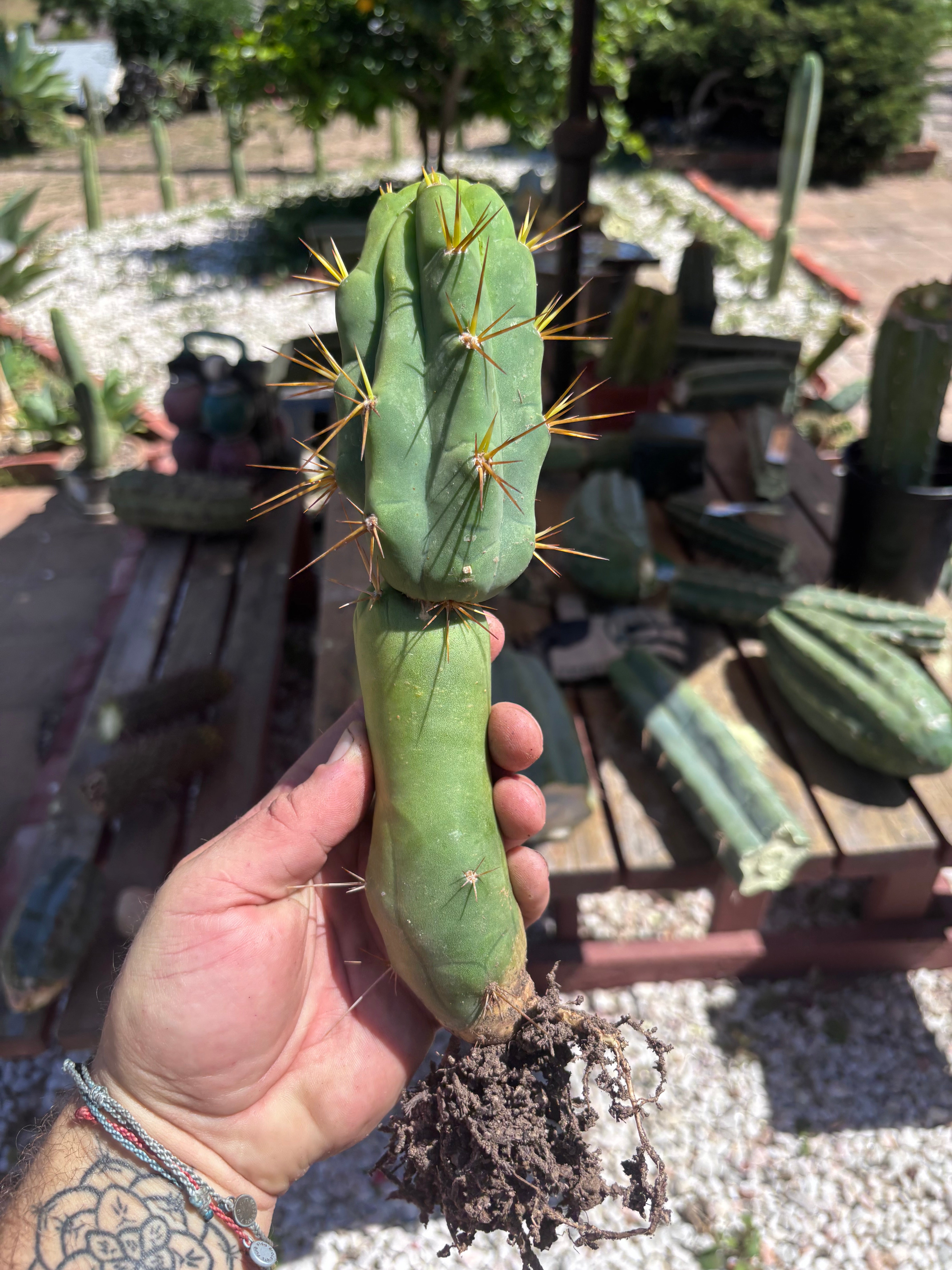 💎👑🌶️ TBQM  — Switch Specimen (Rooted)