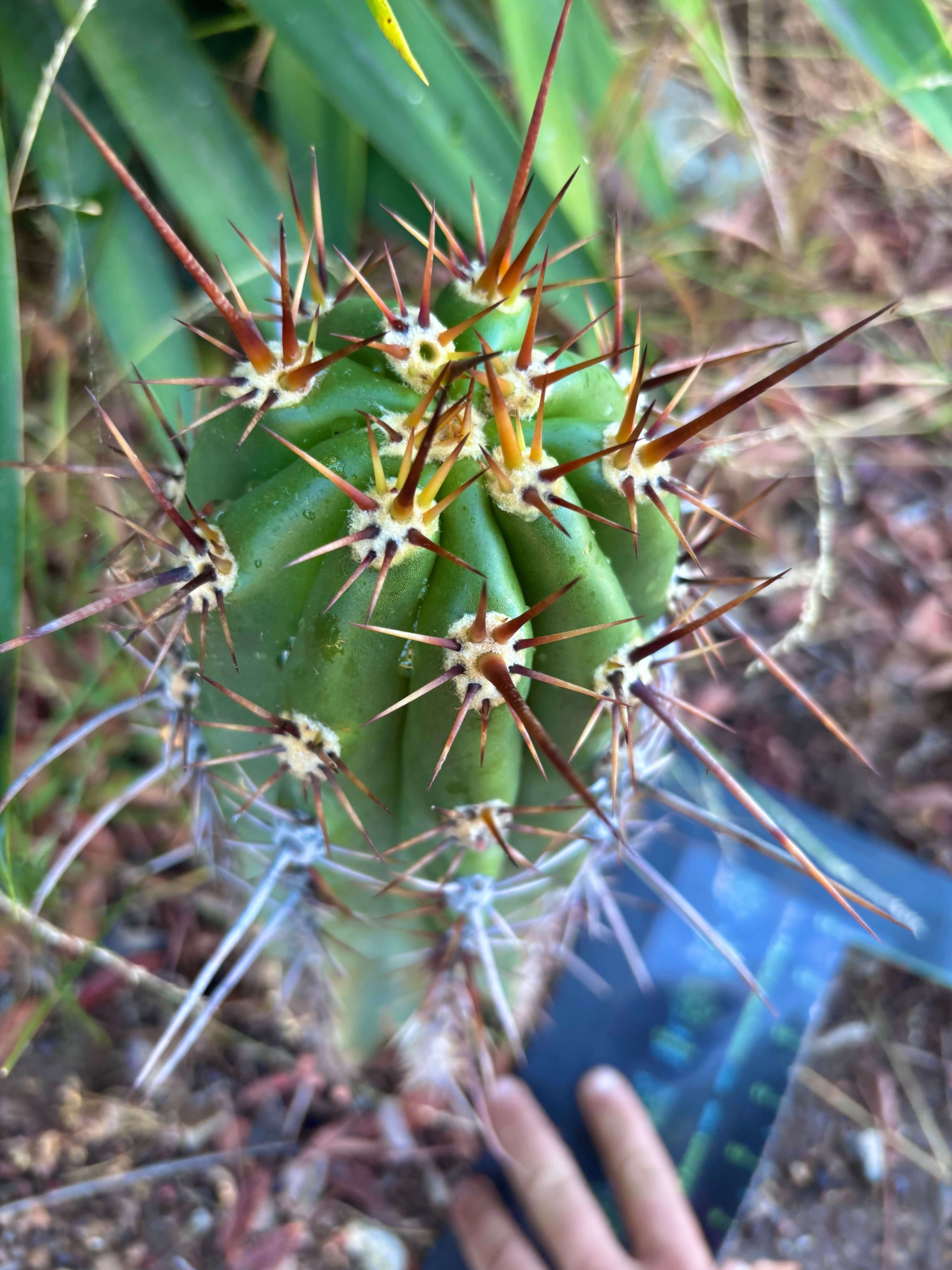 💎 Tacaquirensis — *Fully Rooted* 15”