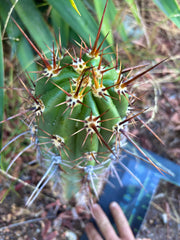 💎 Tacaquirensis — *Fully Rooted* 15”