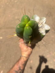 💎👑🌶️🌶️ Eileen — FAT XL Rooted Mid with Fourwang Pup