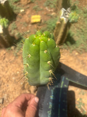 💎🌶️🌶️ NOM — Chonky 7” Pup