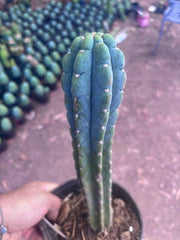 💎👑🌶️  Ichoca — 11” Rooted