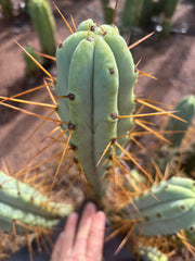 👑🌶️ Medicine Man — 14” Tip