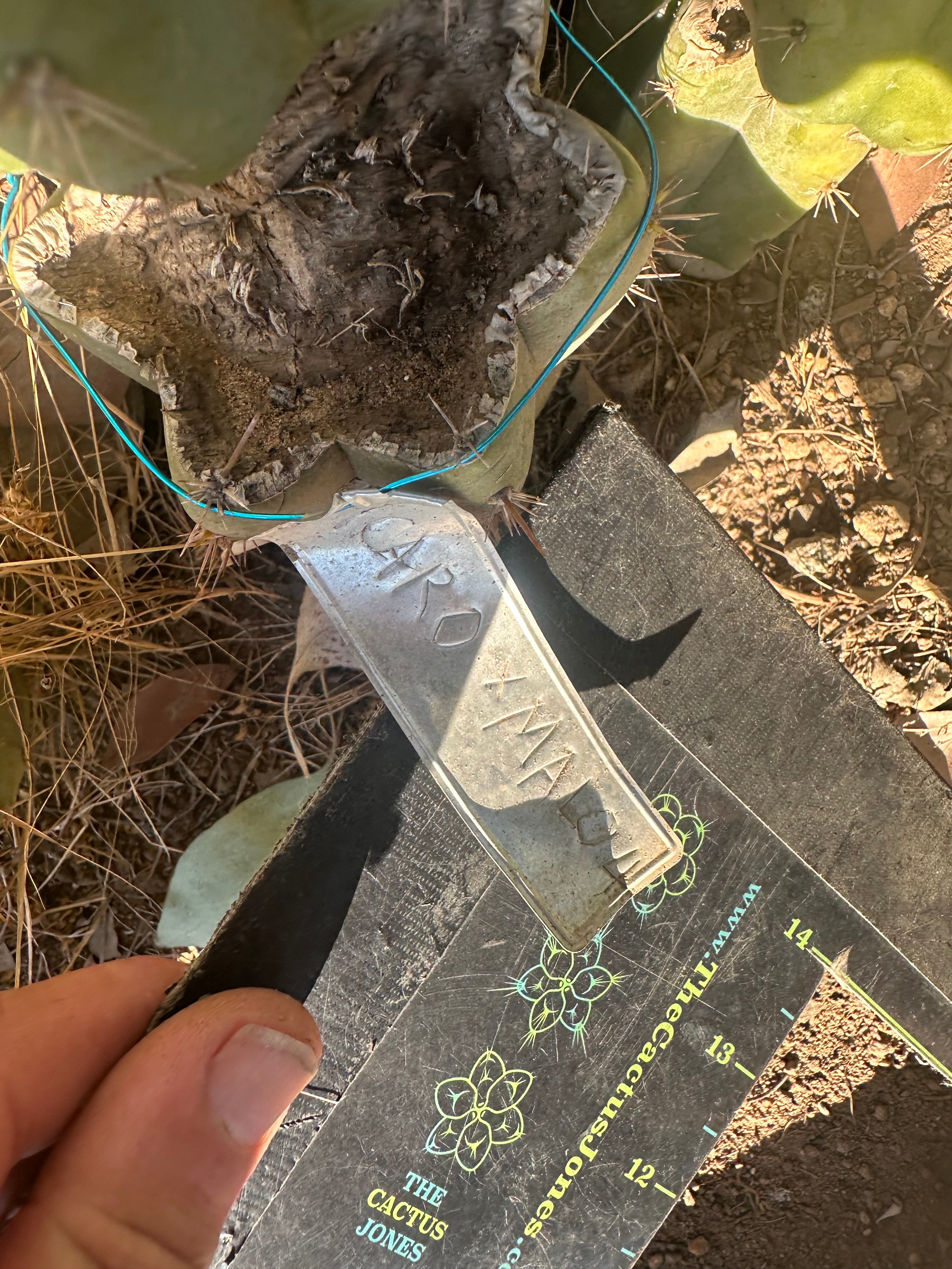 Icaros x Malo4  — 11” Tip