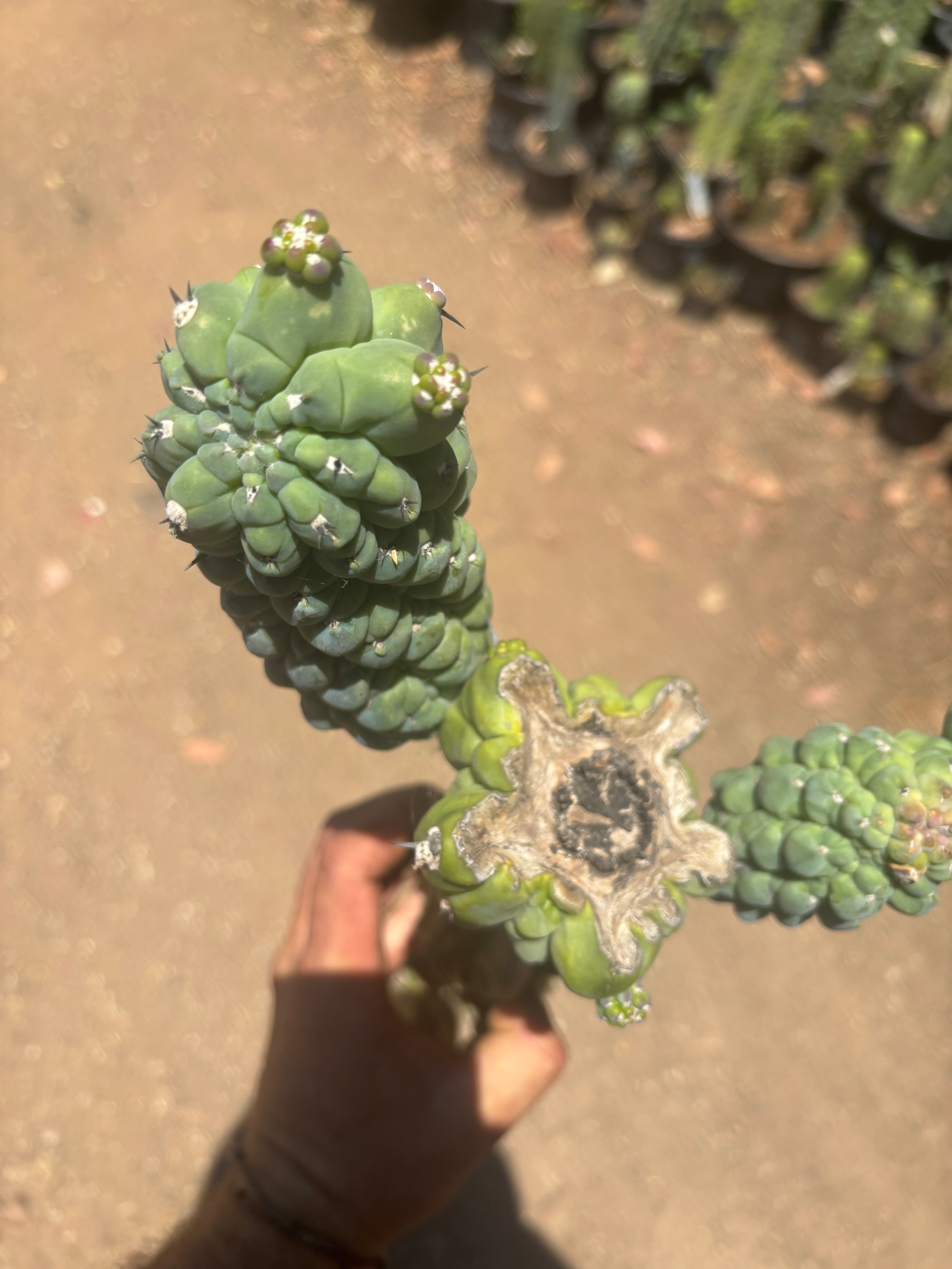👑💎 Glorp — Another XL Graft